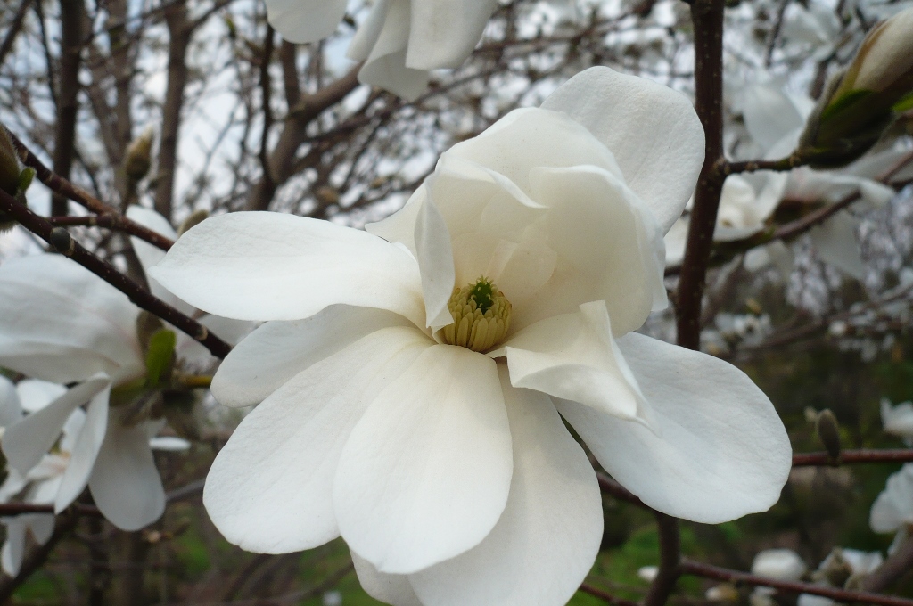magnolija